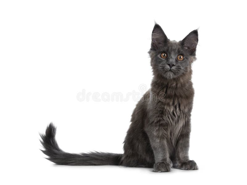 Gattino blu solido molto sveglio del gatto di Maine Coon che si siede su con la coda accanto al corpo, esaminante curioso la macc immagine stock libera da diritti Gattino blu solido molto sveglio del gatto di Maine Coon che si siede su con la coda accanto al corpo, esaminante curioso la macc immagine stock libera da diritti