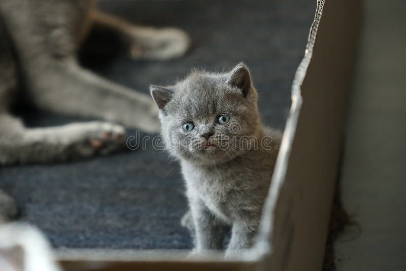 Gattino britannico di Shorthair, fronte sveglio, vista del primo piano fotografie stock Gattino britannico di Shorthair, fronte sveglio, vista del primo piano fotografie stock