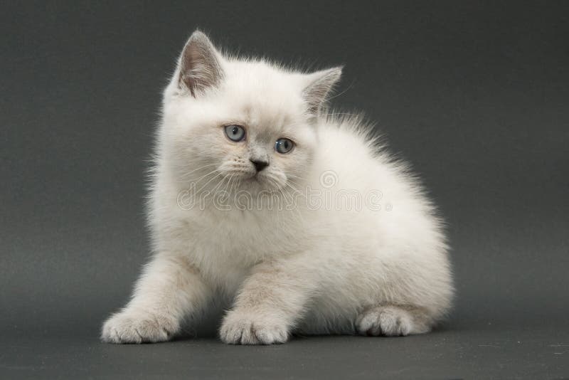 Gattino britannico sveglio piacevole fotografia stock Gattino britannico sveglio piacevole fotografia stock