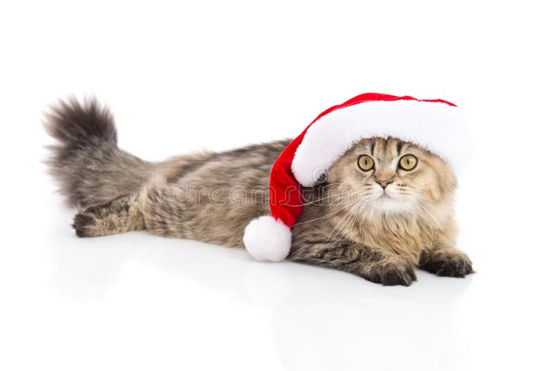 Gattino in cappello rosso di natale di Santa Claus su fondo bianco fotografia stock libera da diritti Gattino in cappello rosso di natale di Santa Claus su fondo bianco fotografia stock libera da diritti