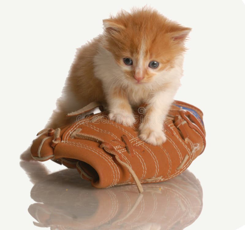 Gattino che gioca con il guanto della sfera fotografia stock libera da diritti Gattino che gioca con il guanto della sfera fotografia stock libera da diritti
