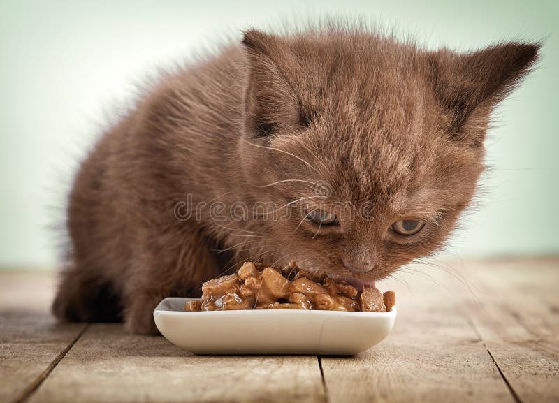 Gattino che mangia l'alimento di gatti fotografia stock