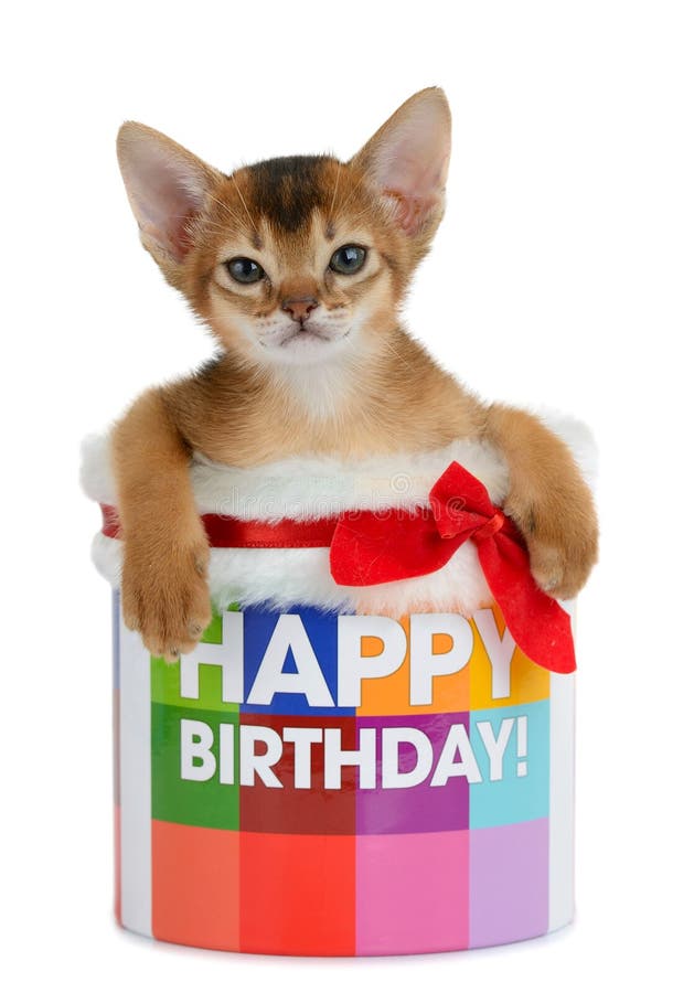 139 Gatto Di Buon Compleanno Foto Foto Stock Gratis E Royalty Free Da Dreamstime