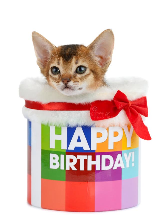 139 Gatto Di Buon Compleanno Foto Foto Stock Gratis E Royalty Free Da Dreamstime