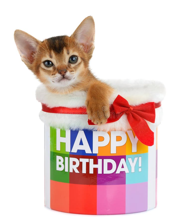 139 Gatto Di Buon Compleanno Foto Foto Stock Gratis E Royalty Free Da Dreamstime