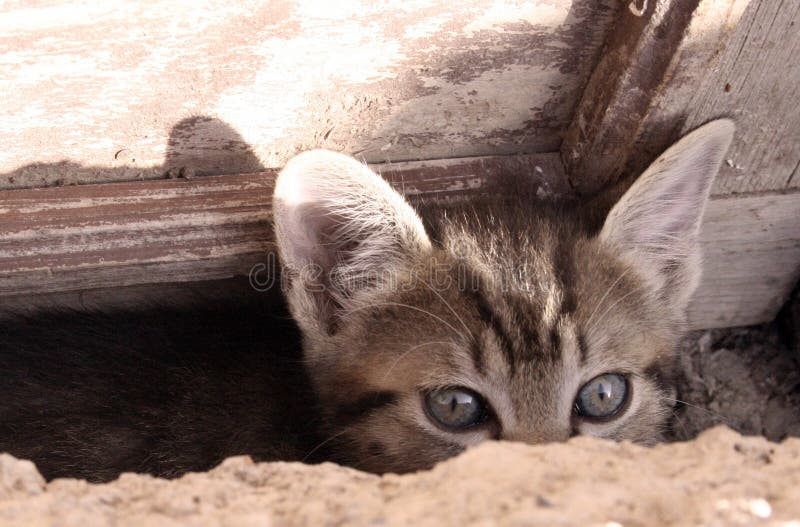 Gattino curioso