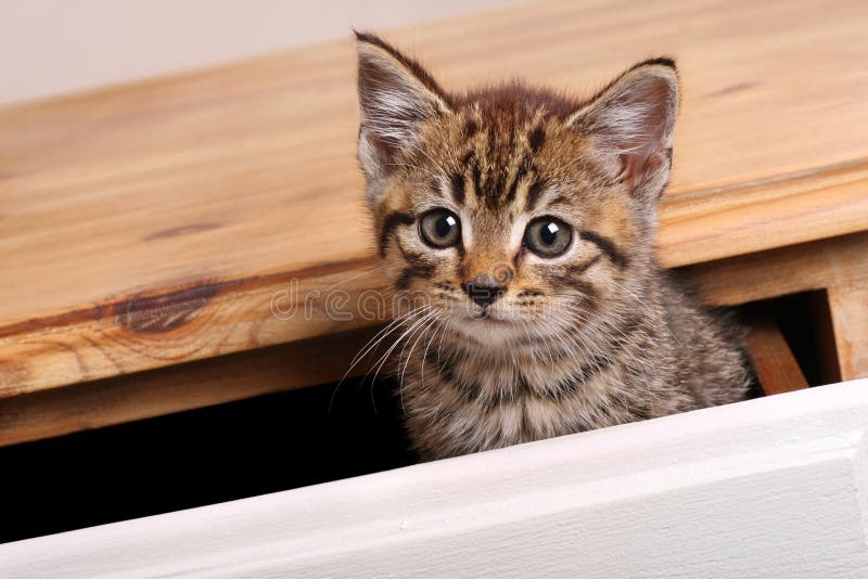 Gattino del Tabby immagine stock Gattino del Tabby immagine stock