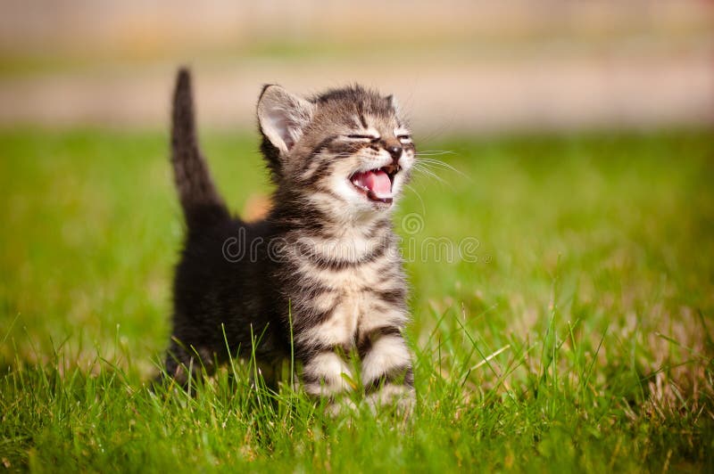 Gattino del Tabby che meowing fotografia stock Gattino del Tabby che meowing fotografia stock