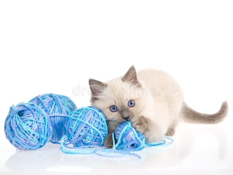 Gattino di Ragdoll con le sfere di filato blu fotografia stock Gattino di Ragdoll con le sfere di filato blu fotografia stock