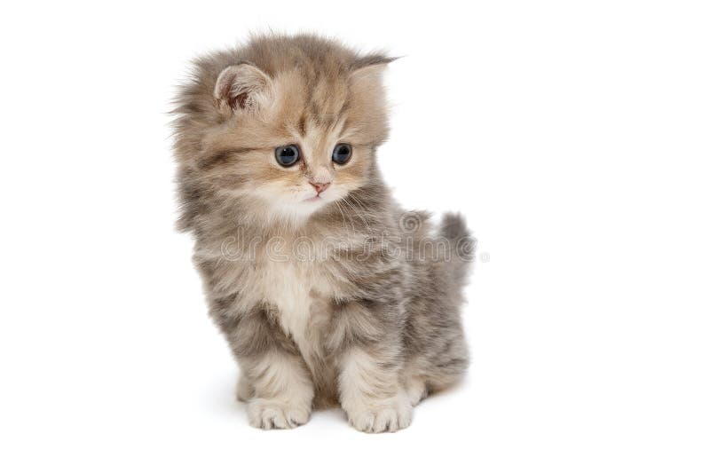 Gattino divertente della razza di marmo britannica immagini stock Gattino divertente della razza di marmo britannica immagini stock