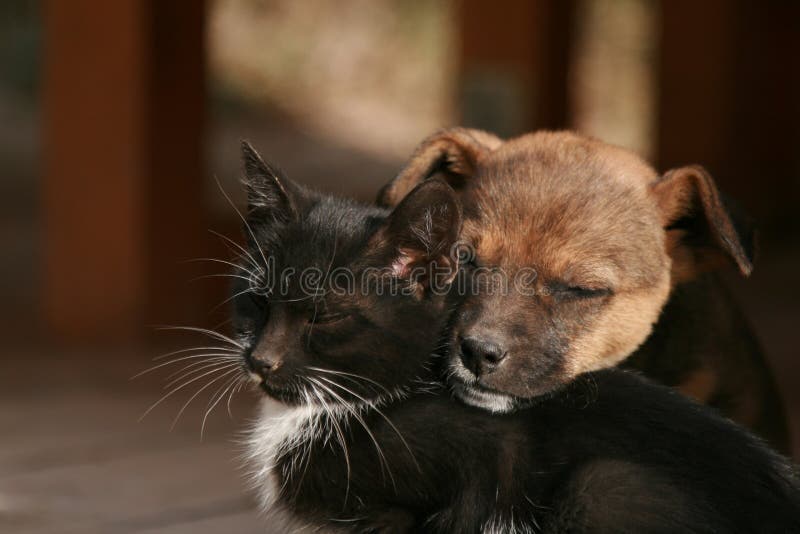 Gattino e cucciolo immagini stock libere da diritti Gattino e cucciolo immagini stock libere da diritti