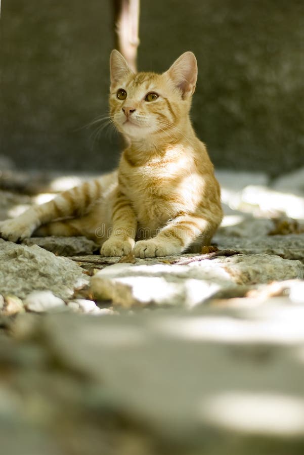 Gattino fragile fotografie stock libere da diritti Gattino fragile fotografie stock libere da diritti