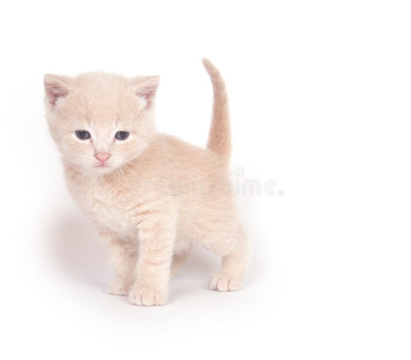Gattino giallo che si leva in piedi sul bianco fotografia stock Gattino giallo che si leva in piedi sul bianco fotografia stock