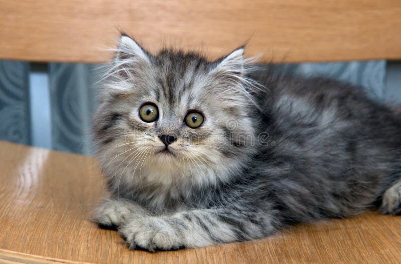 Gattino grigio immagini stock libere da diritti Gattino grigio immagini stock libere da diritti