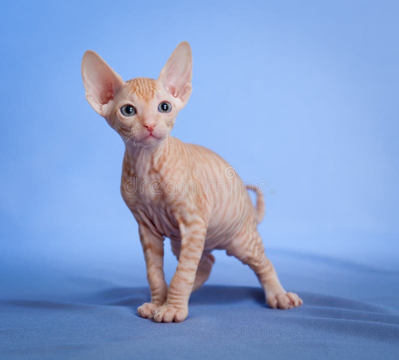Gattino hairless divertente del tabby dello sphynx sull'azzurro fotografia stock Gattino hairless divertente del tabby dello sphynx sull'azzurro fotografia stock