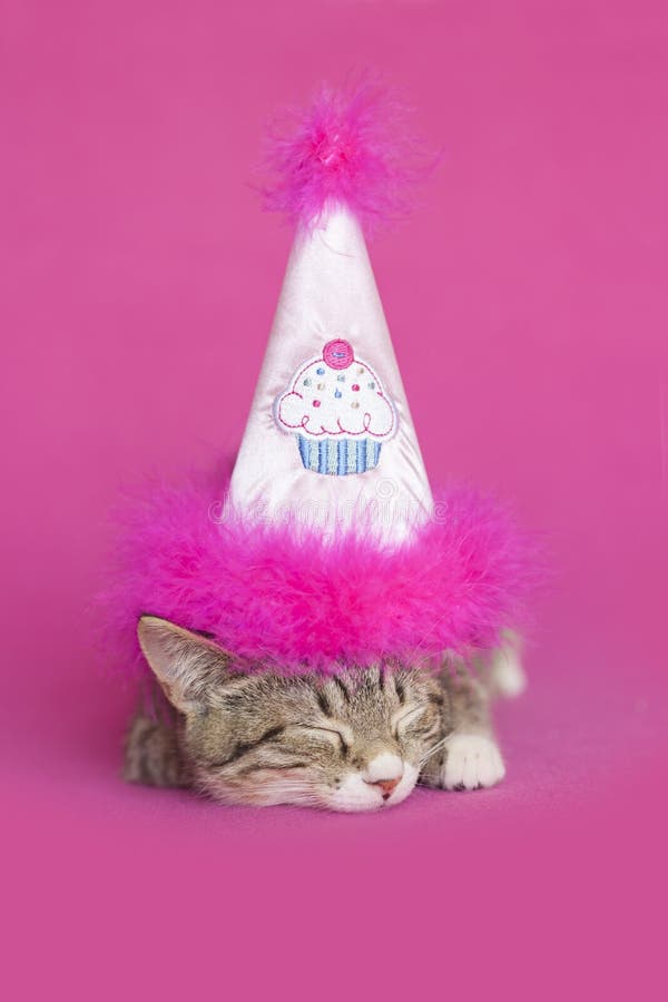 Gattino marrone su sfondo rosa fotografia stock