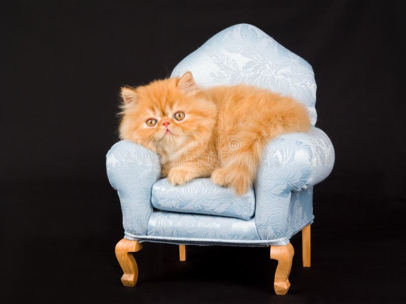 Gattino persiano abbastanza sveglio sulla mini presidenza immagini stock libere da diritti Gattino persiano abbastanza sveglio sulla mini presidenza immagini stock libere da diritti
