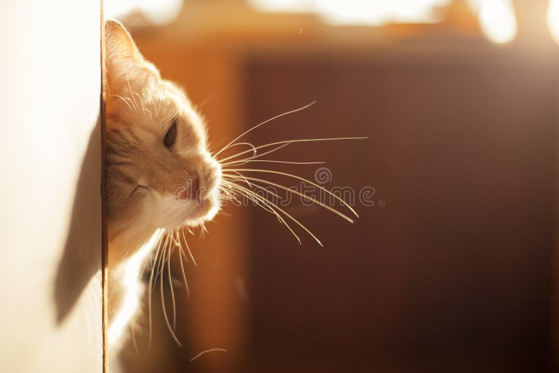 Gattino rosso sveglio che dà una occhiata fuori all'angolo su una bella luce immagine stock libera da diritti Gattino rosso sveglio che dà una occhiata fuori all'angolo su una bella luce immagine stock libera da diritti
