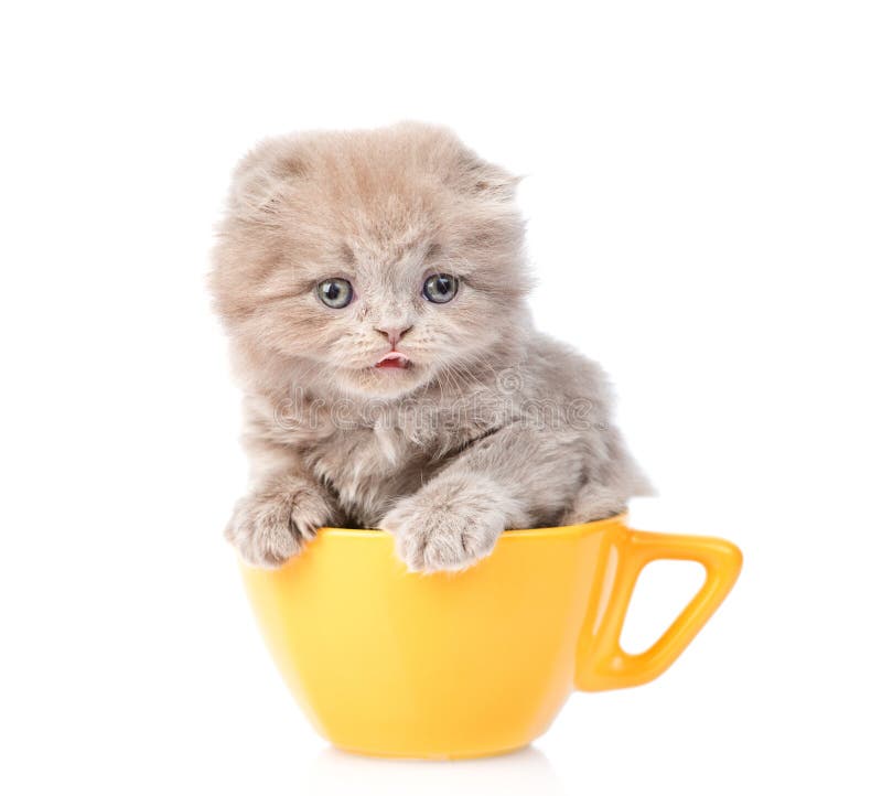 Gattino scozzese grigio in tazza gialla Isolato su priorità bassa bianca fotografia stock Gattino scozzese grigio in tazza gialla Isolato su priorità bassa bianca fotografia stock