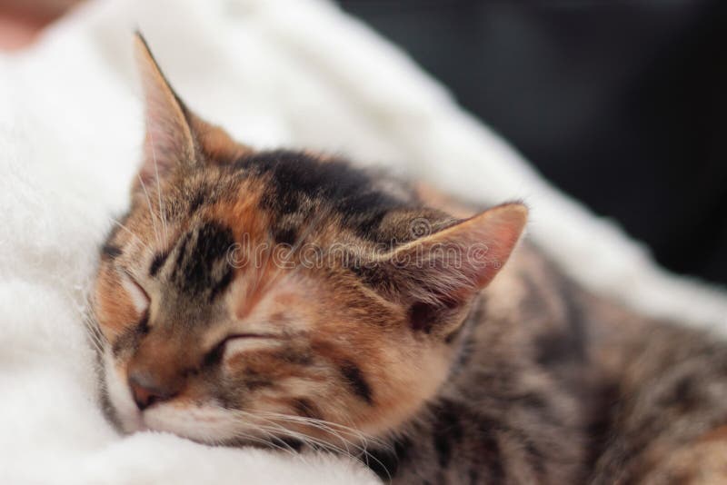 Gattino sonnolento immagini stock libere da diritti Gattino sonnolento immagini stock libere da diritti