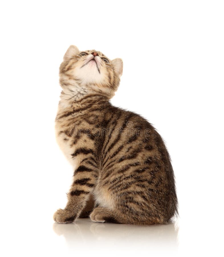 Gattino sveglio fotografia stock libera da diritti Gattino sveglio fotografia stock libera da diritti