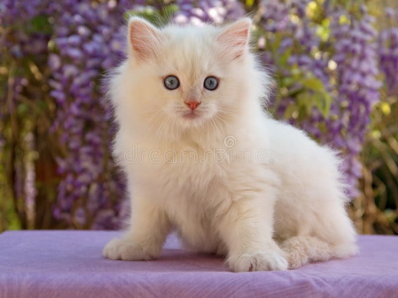 Gattino sveglio di Ragdoll che si siede davanti ai fiori fotografia stock Gattino sveglio di Ragdoll che si siede davanti ai fiori fotografia stock