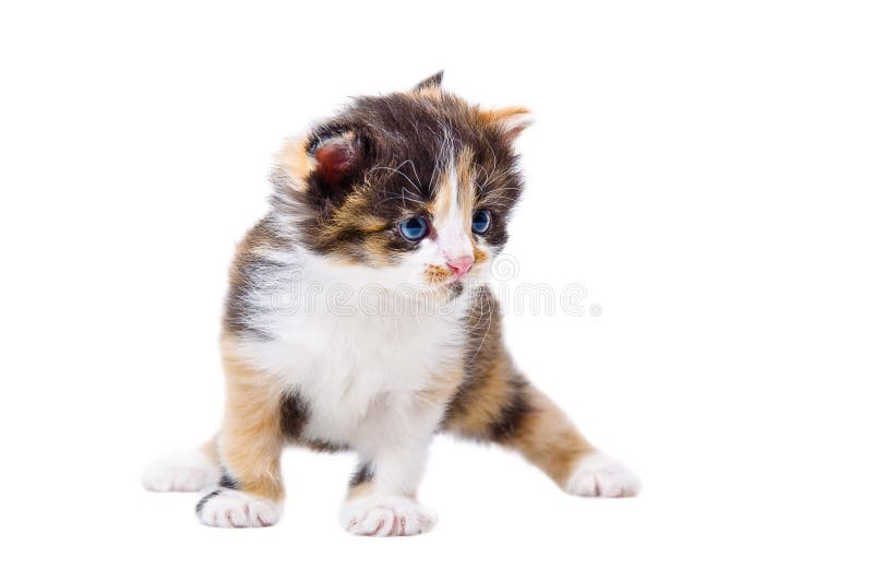 Gattino tricolore sveglio fotografia stock libera da diritti Gattino tricolore sveglio fotografia stock libera da diritti