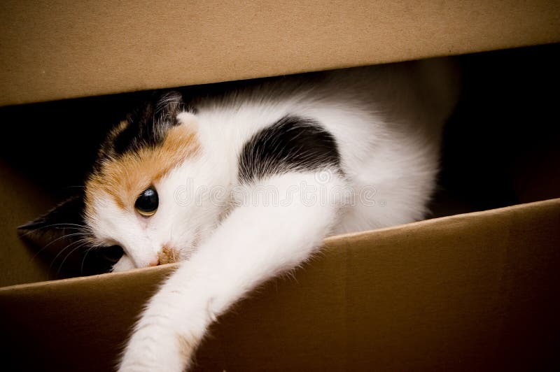Gatto Gatto