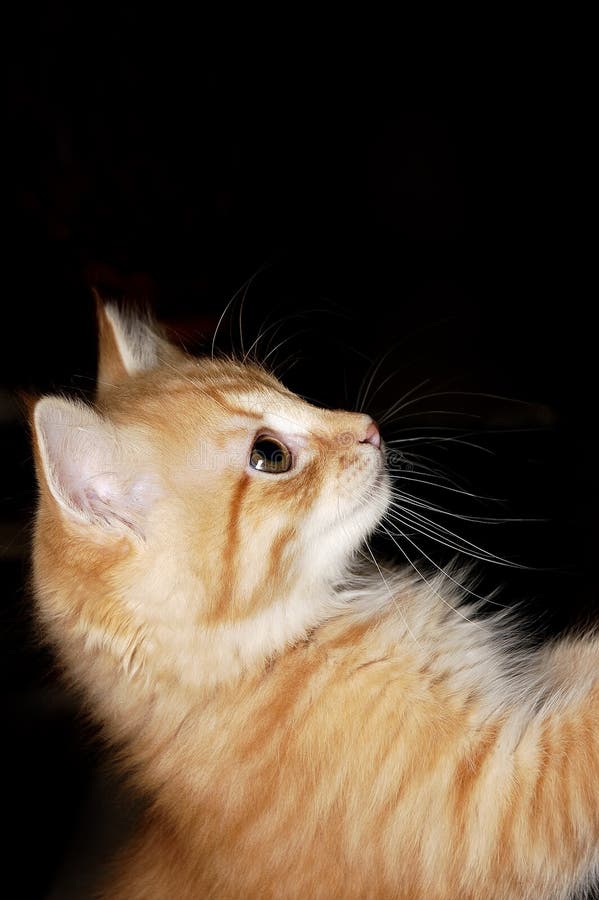 Gatto fotografia stock