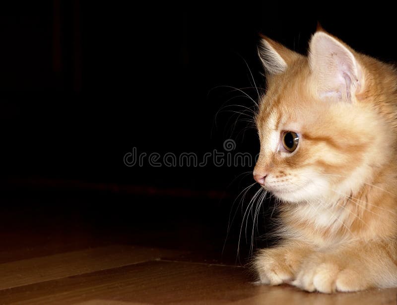 Gatto fotografie stock libere da diritti