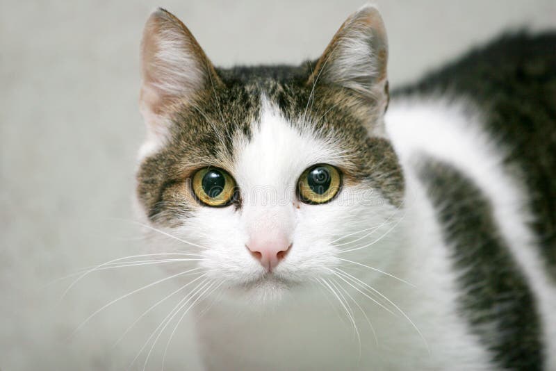 Muso Per Gatto Trasparente - Casco Antileccamento E Antimorso Con Fori Traspiranti - Foto 4