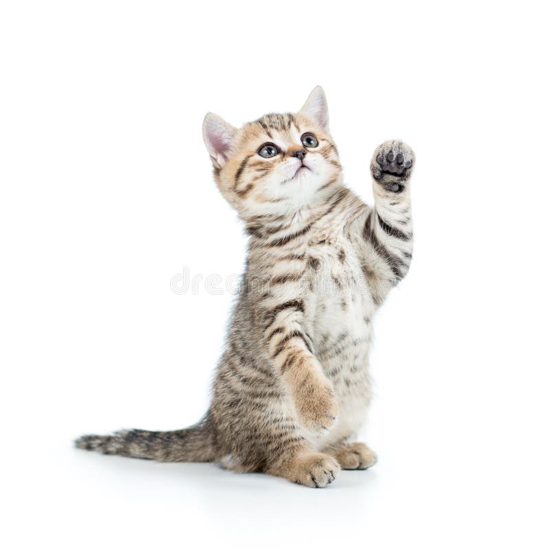 Gatto allegro del gattino fotografie stock Gatto allegro del gattino fotografie stock