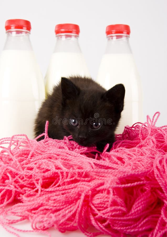 Gatto & latte immagine stock. Immagine di branche 2395589
