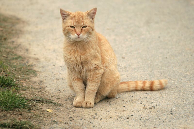 Gatto arancione immagine stock. Immagine di occhi, permesso 781629