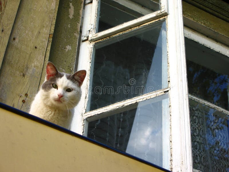 Gatto astuto immagini stock libere da diritti Gatto astuto immagini stock libere da diritti