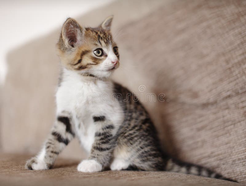 Gatto attento del gattino immagine stock libera da diritti Gatto attento del gattino immagine stock libera da diritti