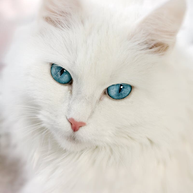 Gatto bianco