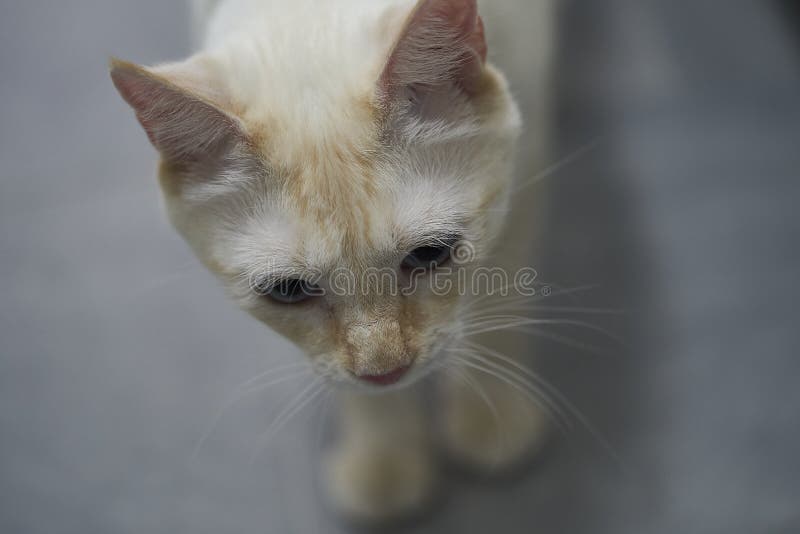Gatto bianco con gli occhi azzurri fotografia stock Gatto bianco con gli occhi azzurri fotografia stock