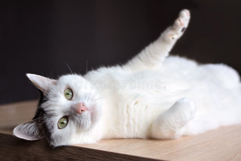 Gatto bianco del soriano con gli occhi verdi ed il naso rosa che si trovano sul pavimento di legno su fondo scuro fotografie stock Gatto bianco del soriano con gli occhi verdi ed il naso rosa che si trovano sul pavimento di legno su fondo scuro fotografie stock