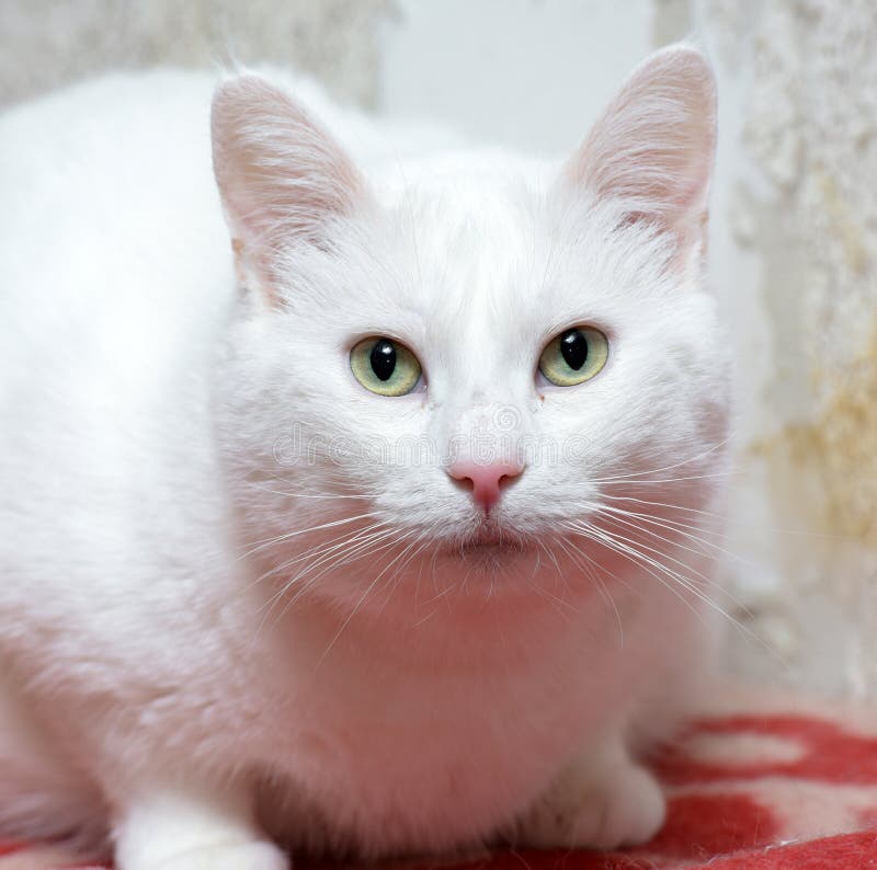 Gatto bianco grassottello fotografia stock Gatto bianco grassottello fotografia stock