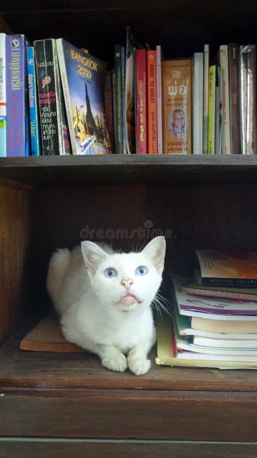 Gatto bianco nella biblioteca dello scaffale per libri fotografia stock libera da diritti Gatto bianco nella biblioteca dello scaffale per libri fotografia stock libera da diritti