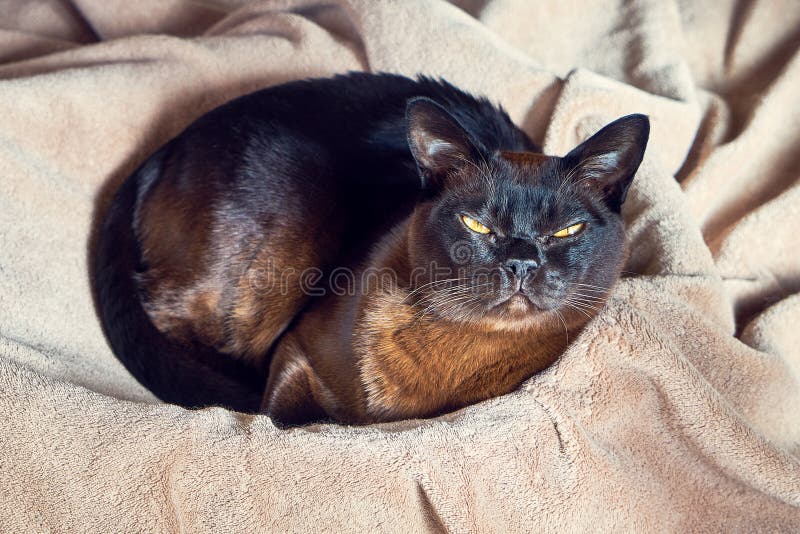 Gatto birmano che si trova in un canestro Vista superiore fotografia stock Gatto birmano che si trova in un canestro Vista superiore fotografia stock