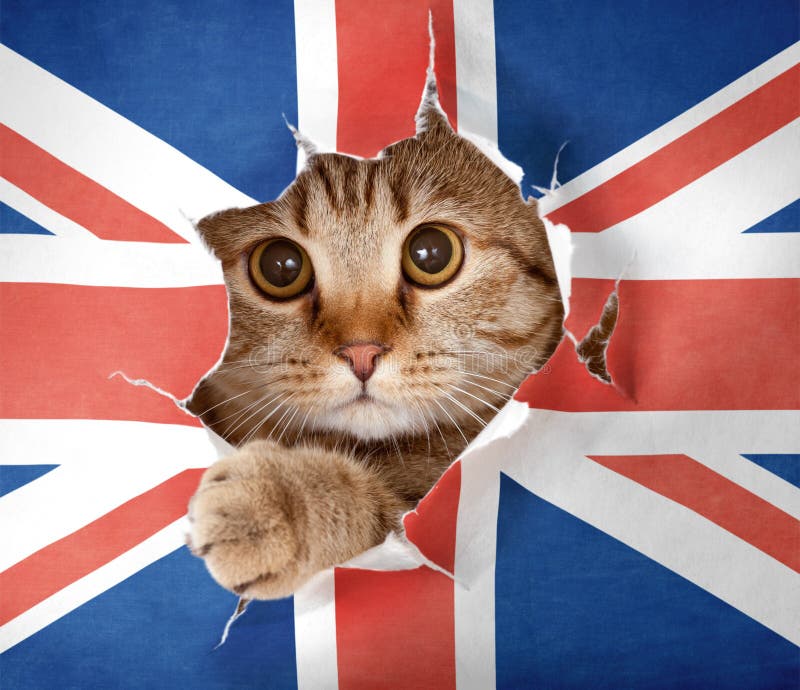 Gatto britannico che osserva attraverso il foro in bandierina di carta immagine stock libera da diritti Gatto britannico che osserva attraverso il foro in bandierina di carta immagine stock libera da diritti