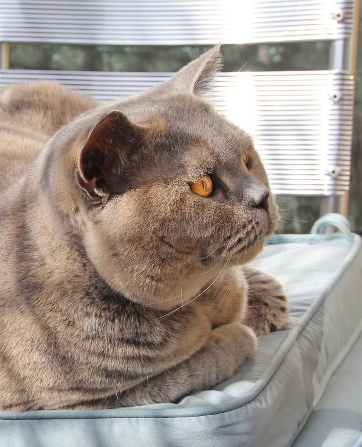 Gatto britannico dello shorthair sulla sedia fotografia stock libera da diritti Gatto britannico dello shorthair sulla sedia fotografia stock libera da diritti