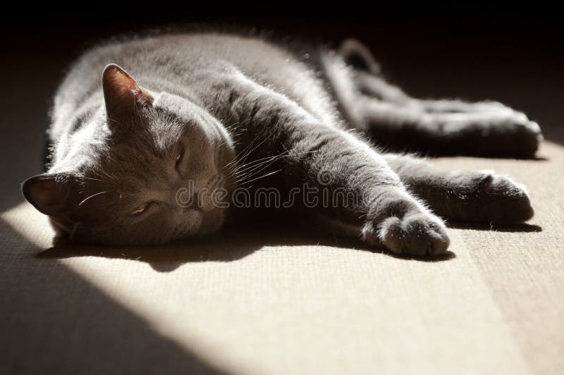 Gatto britannico di Shorthair che basking nel sole