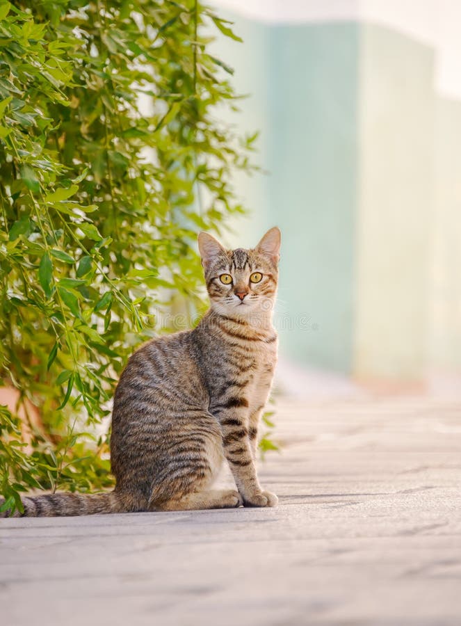 Gatto bruno che posava con attenzione per strada fotografia stock libera da diritti