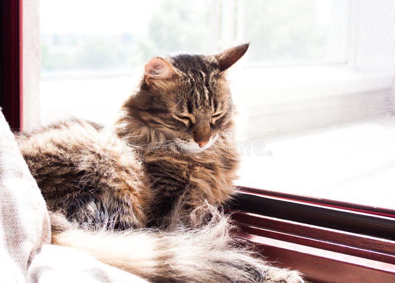 Gatto che dorme sotto il sole di mattina fotografia stock Gatto che dorme sotto il sole di mattina fotografia stock