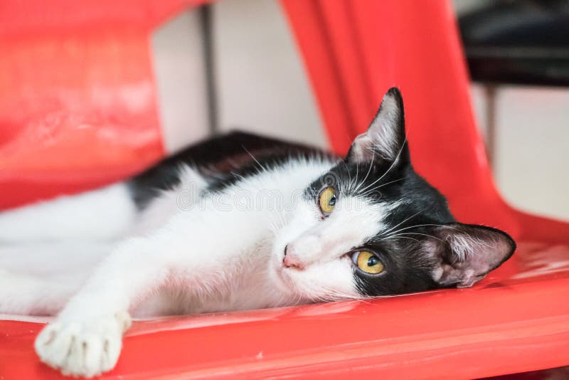 Poggia Bustina Da Tè In Melamina - Motivo Gatto Che Dorme Con Piante | Design Carino E Pratico - Foto 9