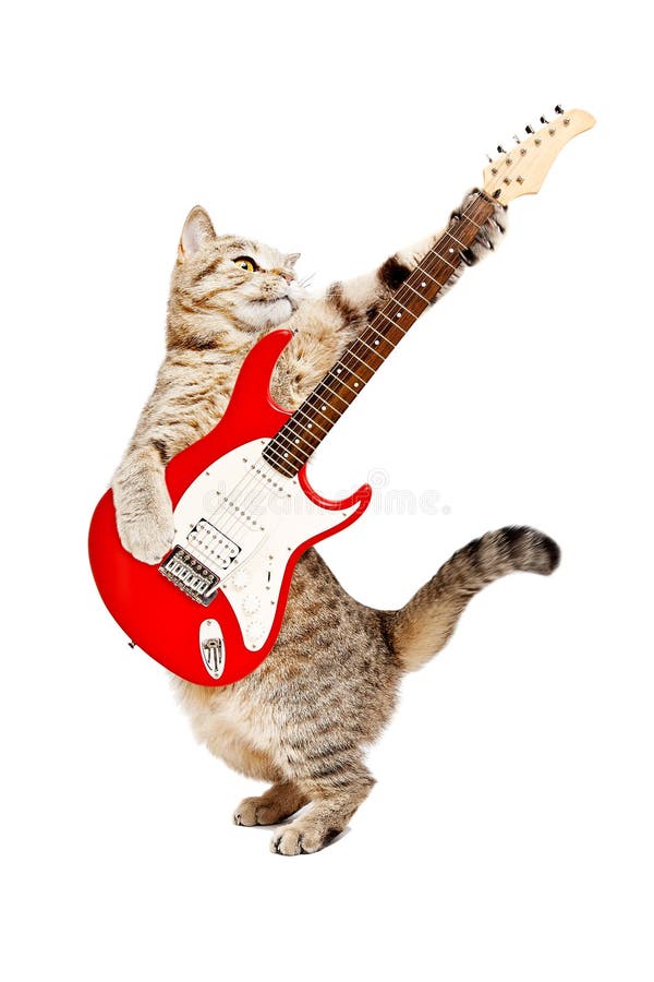 Gatto che gioca sulla chitarra elettrica immagine stock libera da diritti Gatto che gioca sulla chitarra elettrica immagine stock libera da diritti