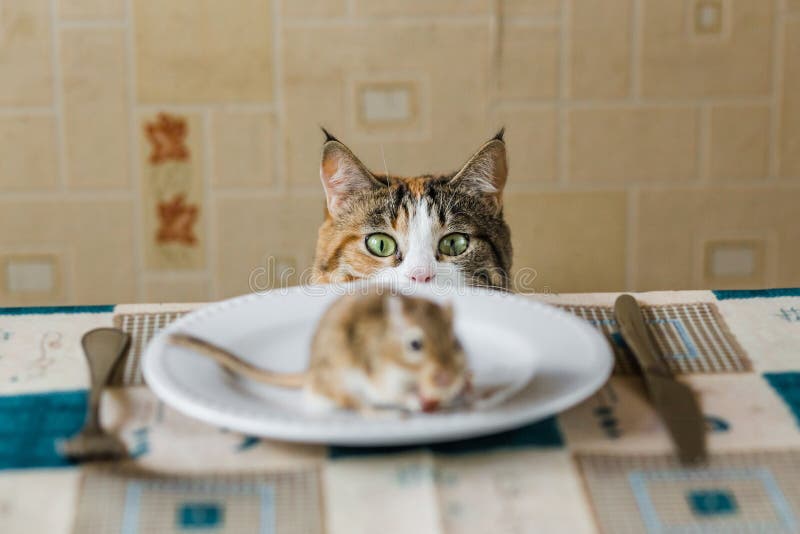 Gatto che guarda al piccolo topo del gerbillo sulla tavola prima dell'attacco Concetto della preda, alimento, parassita, il peric fotografia stock Gatto che guarda al piccolo topo del gerbillo sulla tavola prima dell'attacco Concetto della preda, alimento, parassita, il peric fotografia stock
